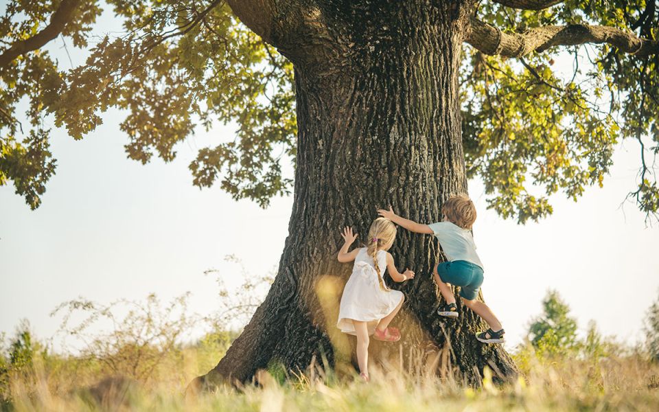 kids climbing tree